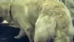 Пухнатая собака со стоячим хуем долбит зоофилку на кровати в зоо порно видео