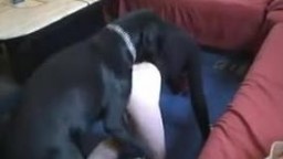 Похотливая секретарша в на работе устроила зоо порно с собакой смотреть онлайн