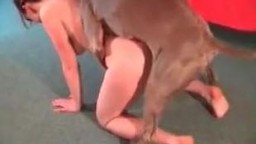 Мускулистый бульдог с коричневого окраса трахает зоофилку во влажную пизду зоо порно онлайн