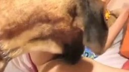 Беловолосая зоофилка с косичками занимается сексом с собакой онлайн зоо порно