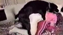Собака в ошейнике сношает развратную девушку на полу смотреть зоо порно онлайн