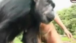 Zoo porn xxx голехонькие распутницы норовят учинить секс с приматом зоопорно фильм