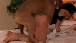 Загоревшая дрянь порется с собакой и дает целовать вагину zoo частное