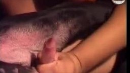 Опытная зоофилка берет в рот и трахается в попку с собакой