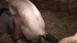 Свинья с надроченным хуем сношает развратную бабу в писечку