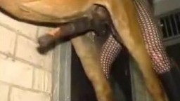 Высокий мужик зоофил трахнул коня в задницу свои твердым хуем зоо порно