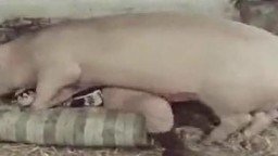 Большая свинья трахает зоофилку на матрасе с животной силой зоо порно бесплатно