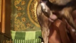 Zoo sex по русски сиськатая девушка трахается с домашней собакой коричневой масти