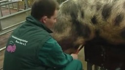 Кабан в свинарнике трахает свиноматку немецкое зоо порно с животными